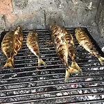 Delfin Rogoznica
