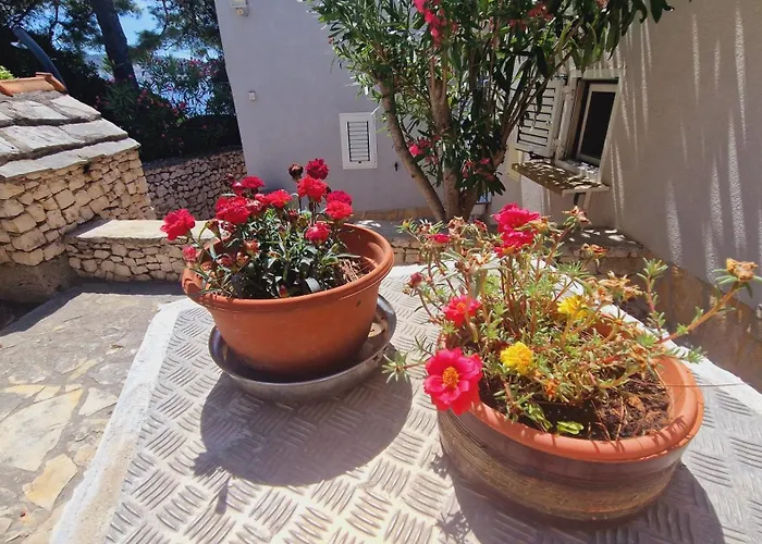 Delfin Apartamento *